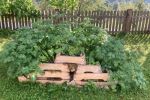 Garten4