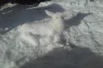 Kalb