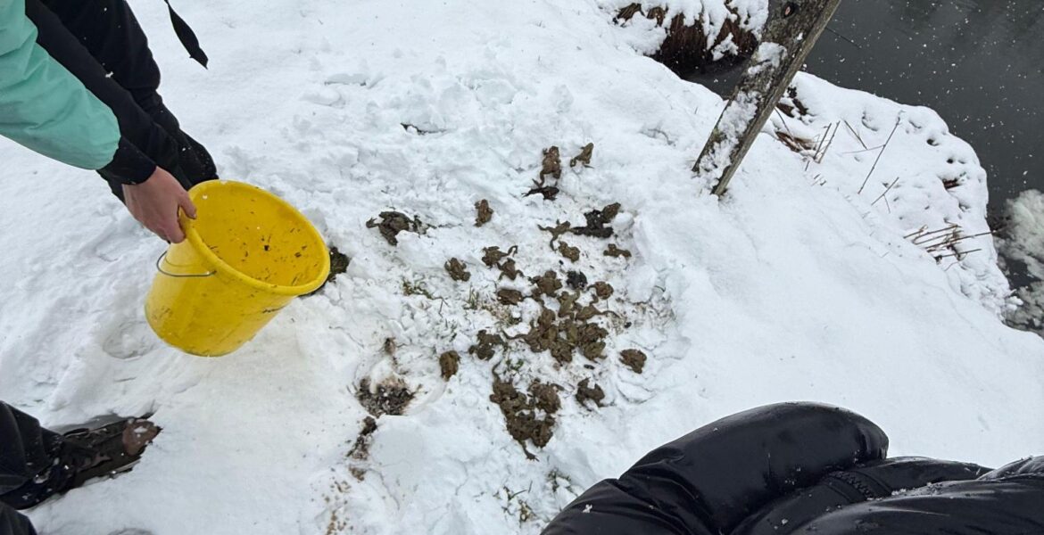 Froschklauben-4C-_4_