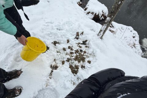 Froschklauben-4C-_4_